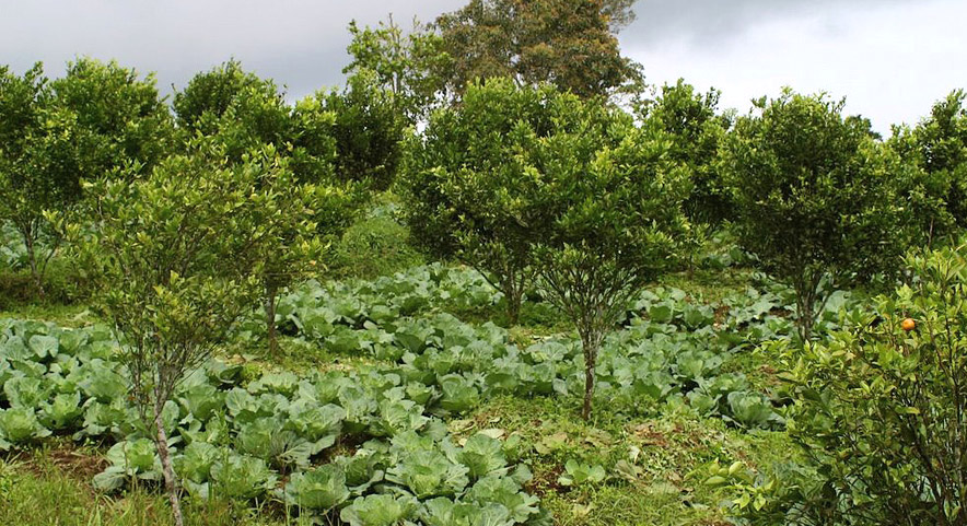 A agricultura como potencial sumidouro de carbono e criadora de emprego – Lanka Horstink